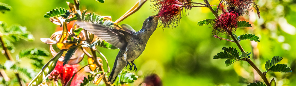 Mt Annan Botanic Garden Masterplan