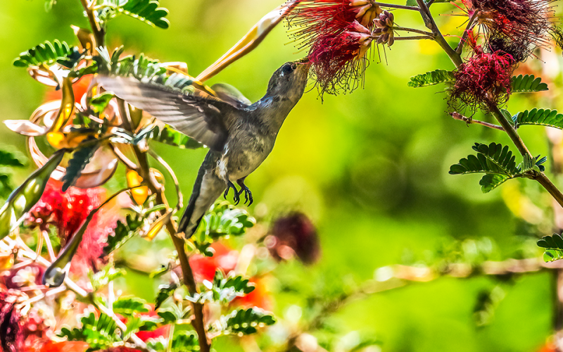 Mt Annan Botanic Garden Masterplan